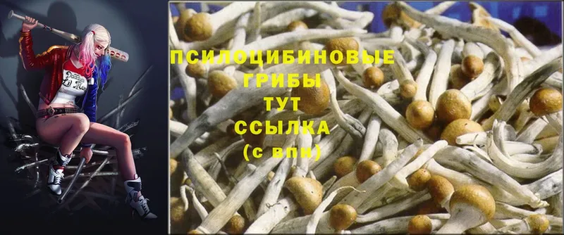 купить  цена  Нижнеудинск  Галлюциногенные грибы MAGIC MUSHROOMS 